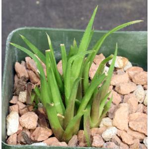 Haworthia angustifolia var. altissima (Riebeek East) 4-inch pots