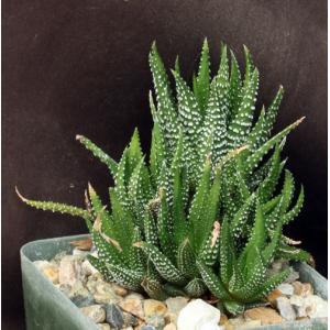 Haworthia attenuata var. attenuata (GM 579) 4-inch pots