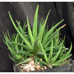 Haworthia attenuata var. radula one-gallon pots