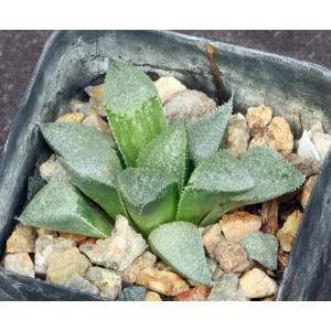 Haworthia breueri (GM 449) 2-inch pots