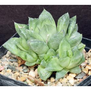 Haworthia cuspidata one-gallon pots