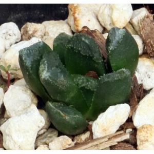 Haworthia cv Ballhog 2-inch pots