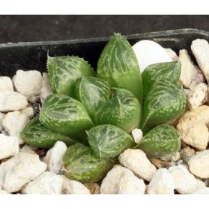 Haworthia cv Canto 2-inch pots