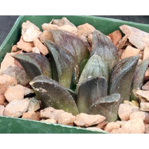 Haworthia cv Chocolate 4-inch pots