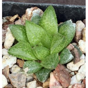 Haworthia cv Flying Monkeys 2-inch pots