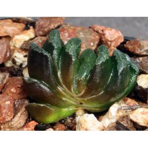 Haworthia cv Neo 2-inch pots