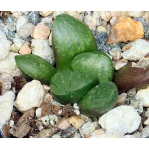 Haworthia cv Suenos 2-inch pots