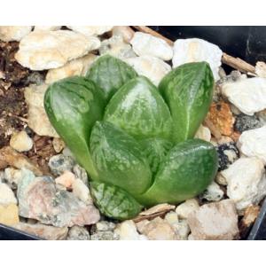 Haworthia cv Alladin 2-inch pots