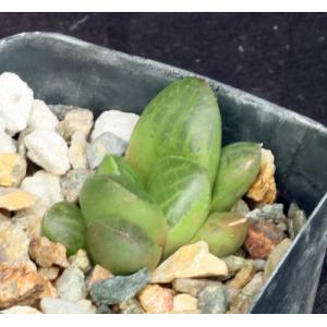 Haworthia cv Toni 2-inch pots