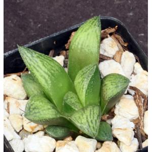 Haworthia cv Qarad 2-inch pots