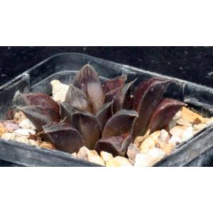 Haworthia cv Chocolate 5-inch pots