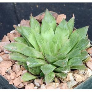 Haworthia cymbiformis var. incurvula 4-inch pots