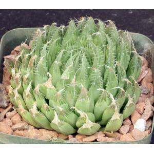 Haworthia decipiens var. decipiens 5-inch pots