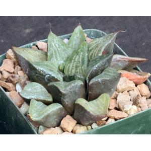 Haworthia emelyae var. emelyae (GL 4108) 4-inch pots