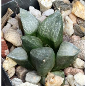 Haworthia emelyae var. comptoniana (GM 266) 2-inch pots