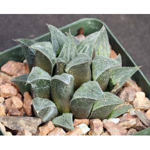 Haworthia emelyae var. major (GM 400) 4-inch pots