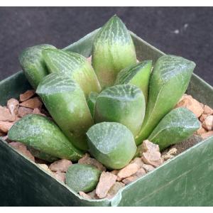 Haworthia emelyae var. emelyae (picta, GM 260) 4-inch pots