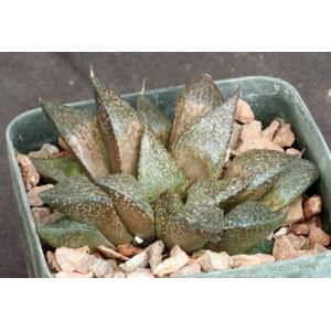 Haworthia esterhuizenii var. esterhuizenii (GM 320) 4-inch pots