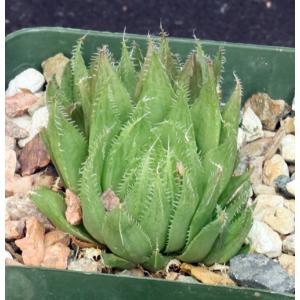 Haworthia gracilis var. tenera (GM 295) 4-inch pots