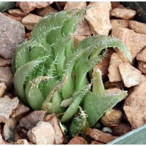 Haworthia herbacea var. payneri (GM563) 3-inch pots