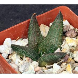 Haworthia koelmaniorum 3-inch pots