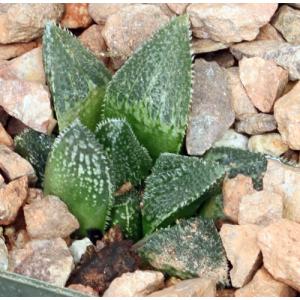 Haworthia cv Korizato 4-inch pots