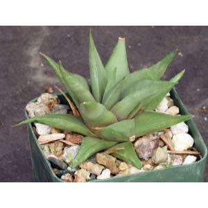 Haworthia limifolia var. glaucophylla (Three Sisters) 3-inch pot