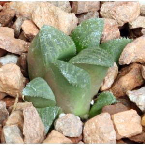 Haworthia magnifica var. magnifica (JDV 92-65) 3-inch pots