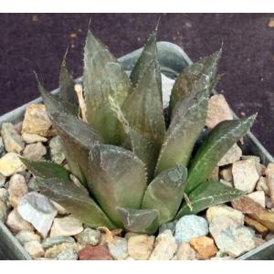 Haworthia magnifica (asperula form, GM 306) 3-inch pots