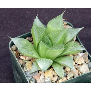 Haworthia magnifica var. accuminata (GM 310) 3-inch pots