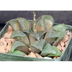 Haworthia magnifica var. magnifica (JDV 92-65) 5-inch pots