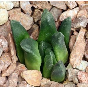 Haworthia mantellii 4-inch pots