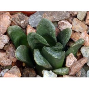 Haworthia maughanii x truncata 3-inch pots