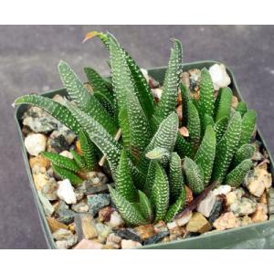 Haworthia minima var. minima (Riversdale water tank) 4-inch pots