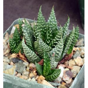 Haworthia minima var. minima (Bredasdorp) 4-inch pots