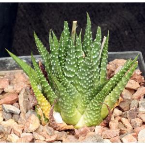 Haworthia minima var. minima (VDV 987) 5-inch pots