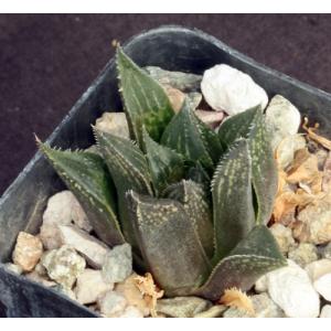 Haworthia mirabilis var. paradoxa (GM 305) 2-inch pots