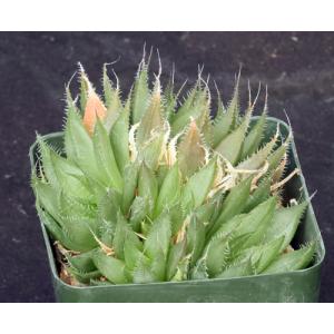 Haworthia monticola var. monticola 4-inch pots