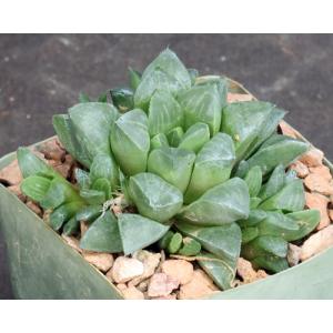 Haworthia mutica var. mutica (otzenii, VA4326) 4-inch pots