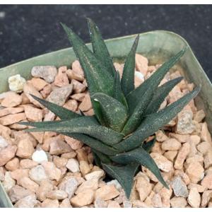 Haworthia nigra var. nigra (black clone) 5-inch pots