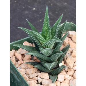 Haworthia nigra (elongata) 4-inch pots