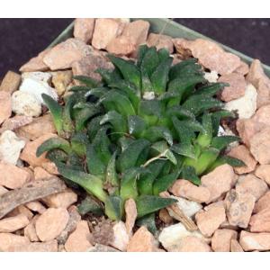 Haworthia parksiana (GM 284) 4-inch pots