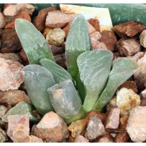 Haworthia pygmaea var. pygmaea (Scott McDermott) 3-inch pots