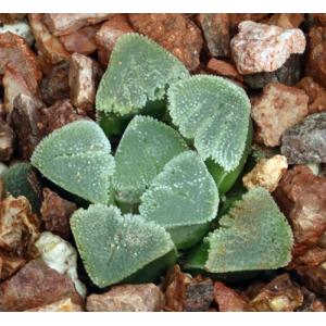 Haworthia pygmaea var. pygmaea (crystalline form) 3-inch pots