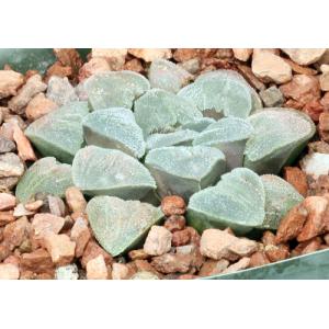 Haworthia pygmaea var. pygmaea (crystalline form) 5-inch pots