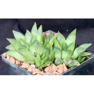 Haworthia retusa fm multilineata (ISI 92-40) 5-inch pots