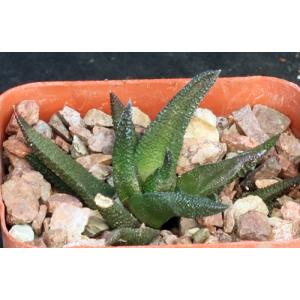 Haworthia scabra var. scabra (JDV 95/17) 3-inch pots