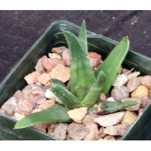 Haworthia scabra var. latenganiae 3-inch pots