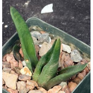 Haworthia scabra var. morrisiae 3-inch pots