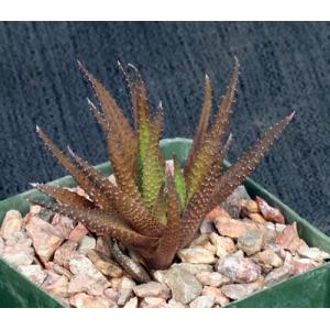 Haworthia scabra var. scabra (JDV 95/17) 4-inch pots